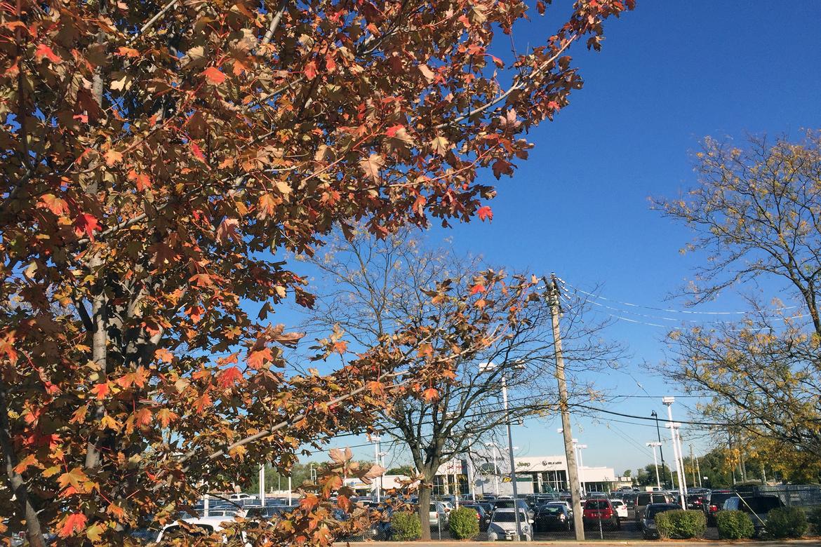 Dealership_autumn_KM.jpg