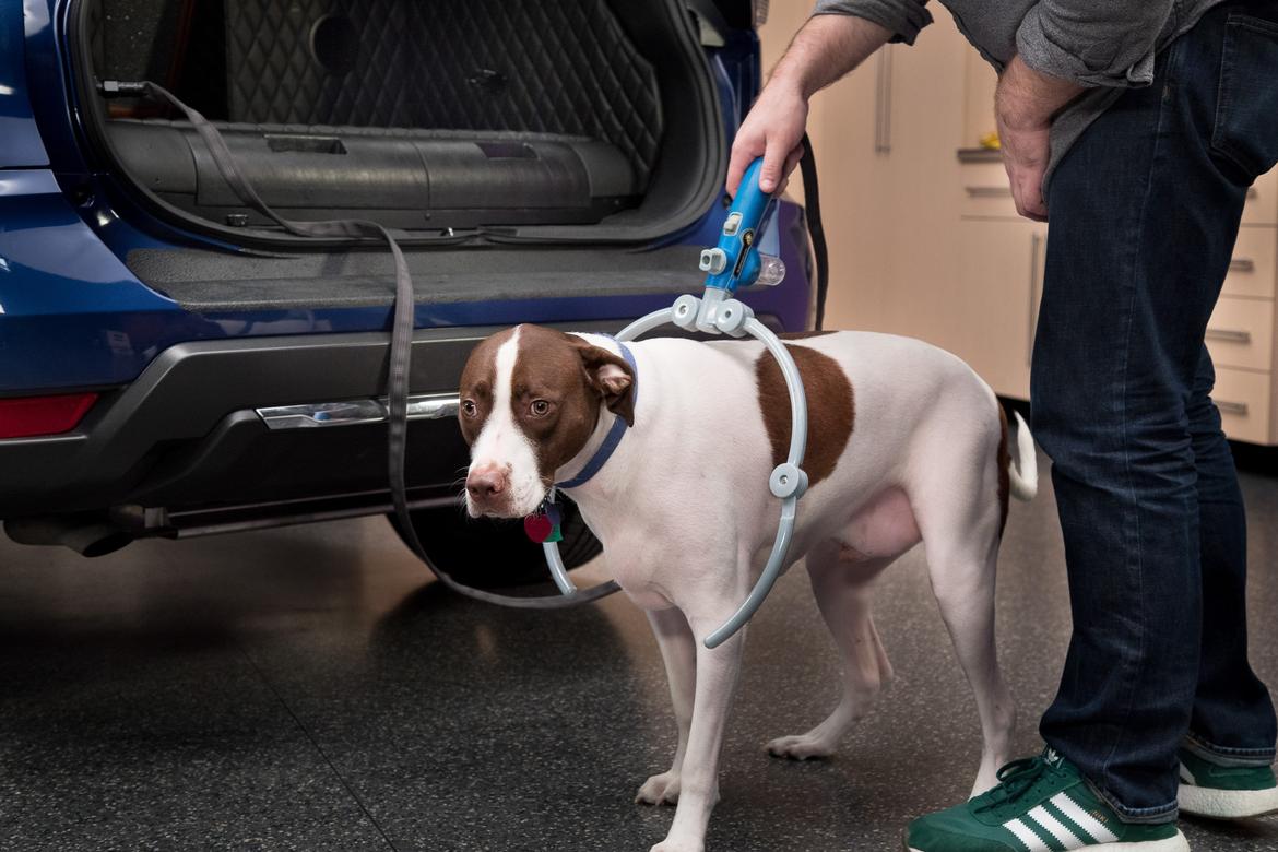 04-nissan-rogue-dogue-2017-dog-shower.jpg