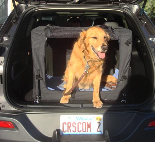 Jeep the wonder dog #5